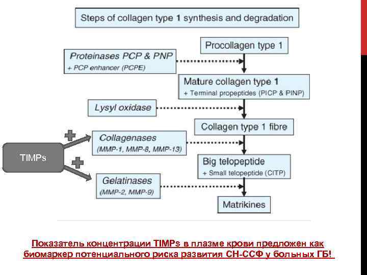 TIMPs Показатель концентрации TIMPs в плазме крови предложен как биомаркер потенциального риска развития СН-ССФ