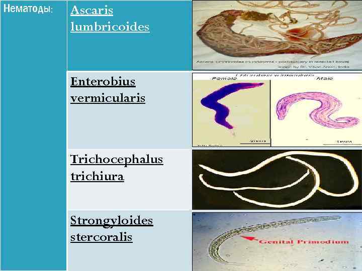 Нематоды: Ascaris lumbricoides Enterobius vermicularis Trichocephalus trichiura Strongyloides stercoralis 