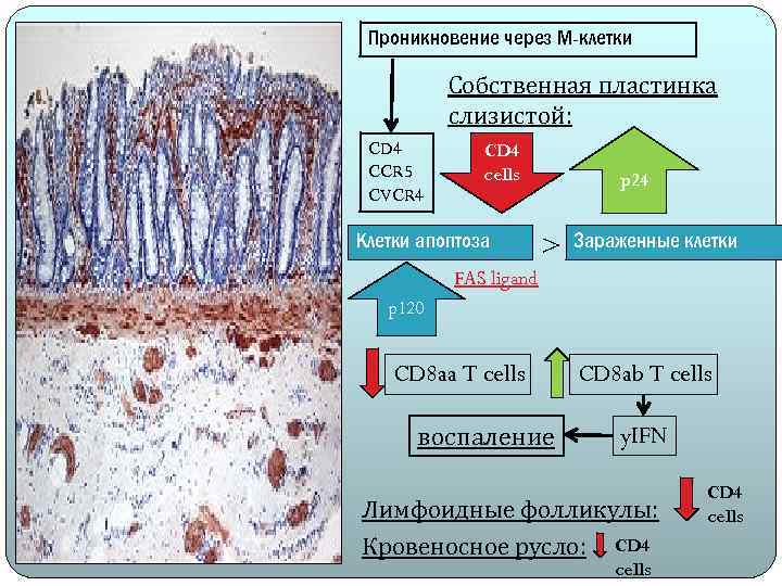 Проникновение через М-клетки Собственная пластинка слизистой: CD 4 CCR 5 CVCR 4 CD 4