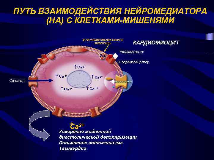 ПУТЬ ВЗАИМОДЕЙСТВИЯ НЕЙРОМЕДИАТОРА (НА) С КЛЕТКАМИ-МИШЕНЯМИ ФОФОРИЛИРОВАНИЕ БЕЛКОВ МЕМБРАНЫ КАРДИОМИОЦИТ Норадреналин Gs - адренорецептор