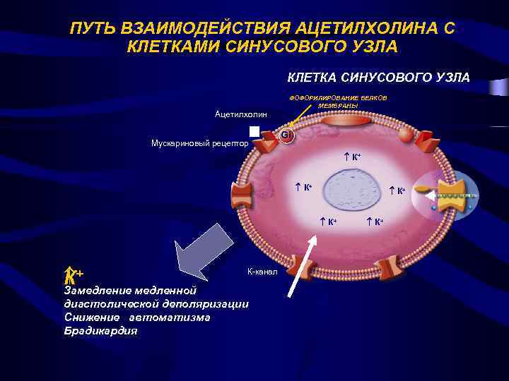 ПУТЬ ВЗАИМОДЕЙСТВИЯ АЦЕТИЛХОЛИНА С КЛЕТКАМИ СИНУСОВОГО УЗЛА КЛЕТКА СИНУСОВОГО УЗЛА Ацетилхолин Мускариновый рецептор ФОФОРИЛИРОВАНИЕ