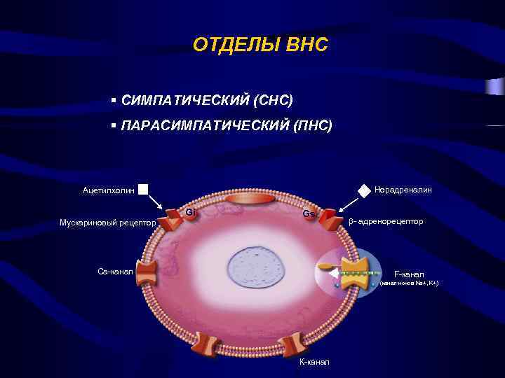 Как измерить вариабельность сердечного ритма приложение