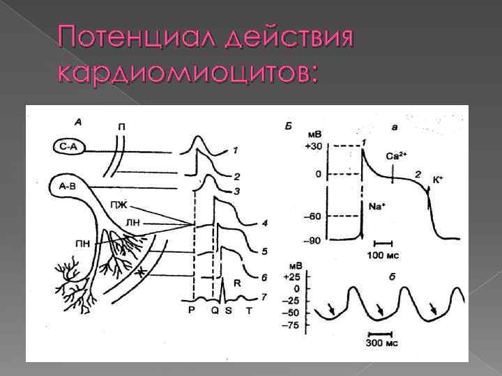 Потенциал действия кардиомиоцитов: 