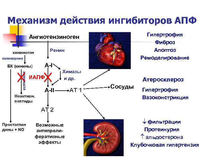 Механизм действия ингибиторов АПФ Гипертрофия Фиброз Апоптоз Ремоделирование Ангиотензиноген Ренин кининоген калликреин А-I БК