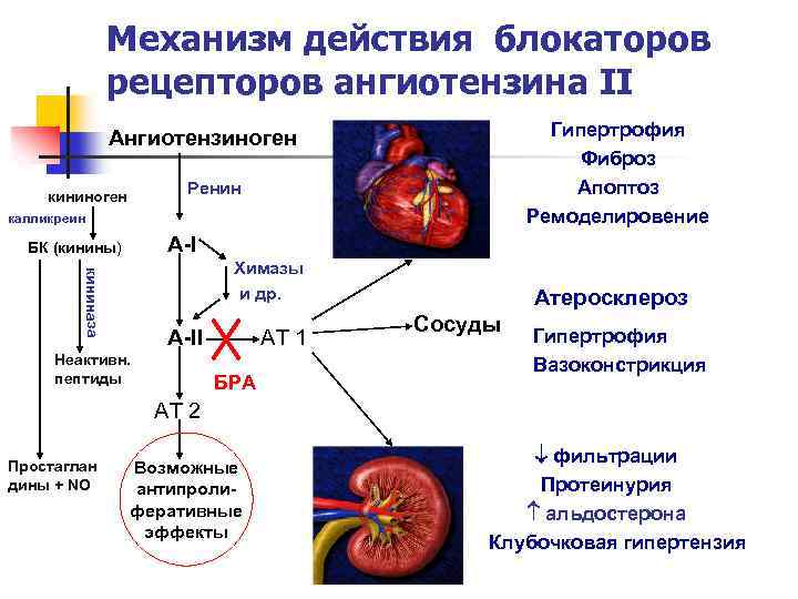 Механизм действия блокаторов рецепторов ангиотензина II Гипертрофия Фиброз Апоптоз Ремоделировение Ангиотензиноген Ренин кининоген калликреин