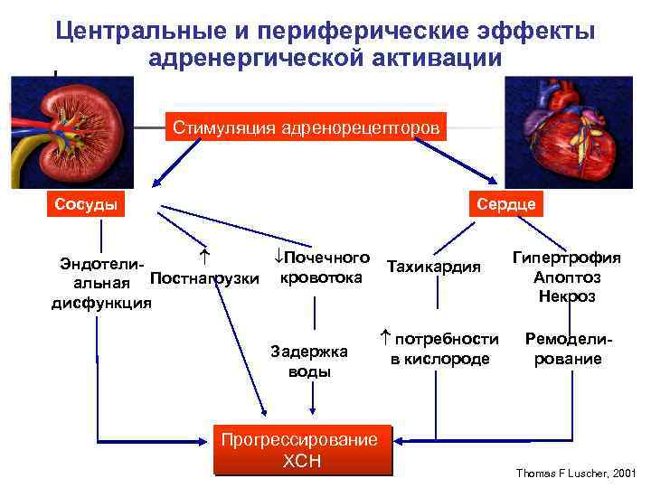 Цeнтральные и периферические эффекты адренергической активации Стимуляция адренорецепторов Сосуды Сердце Почечного Эндотелиальная Постнагрузки кровотока