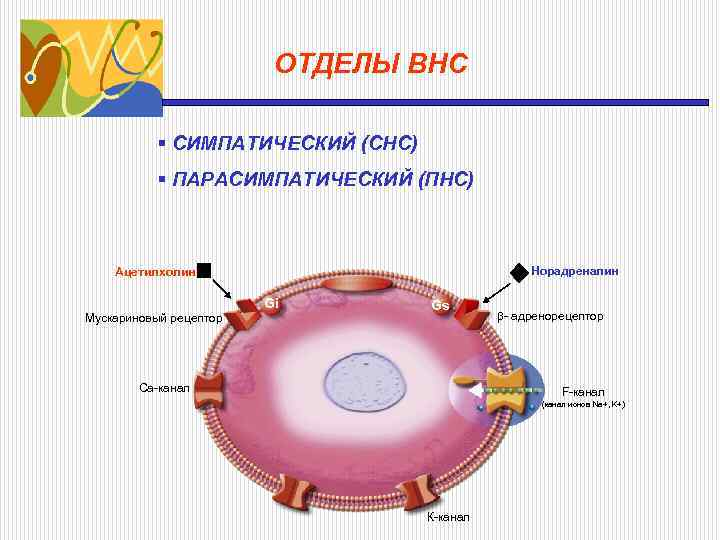 ОТДЕЛЫ ВНС § СИМПАТИЧЕСКИЙ (СНС) § ПАРАСИМПАТИЧЕСКИЙ (ПНС) Норадреналин Ацетилхолин Мускариновый рецептор Gi Gs