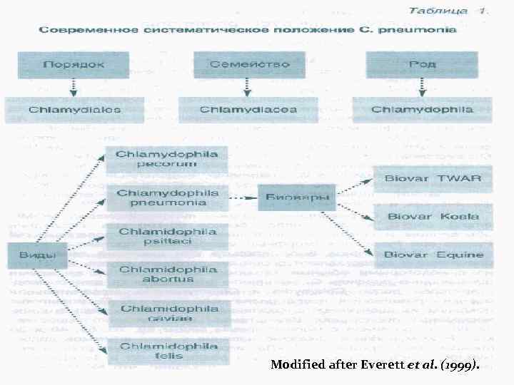 Modified after Everett et al. (1999). 