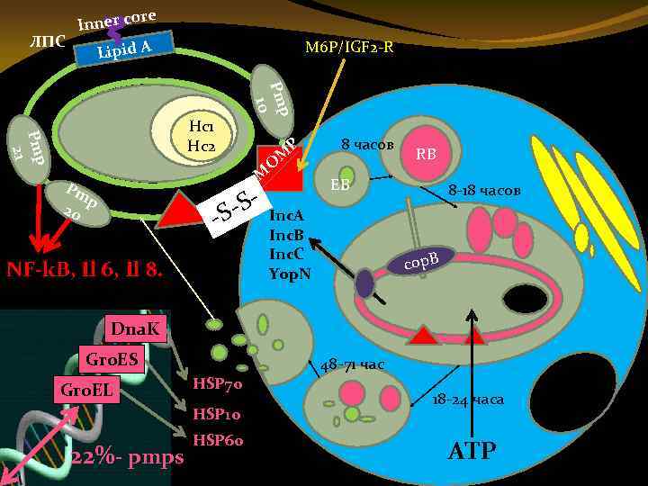 re Inner co ЛПС Lipid A M 6 P/IGF 2 -R p Pm 10