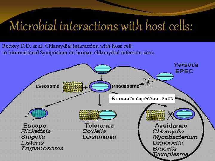 Microbial interactions with host cells: Rockey D. D. et al. Chlamydial interaction with host