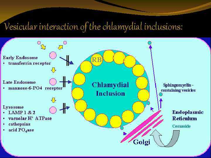 Vesicular interaction of the chlamydial inclusions: 