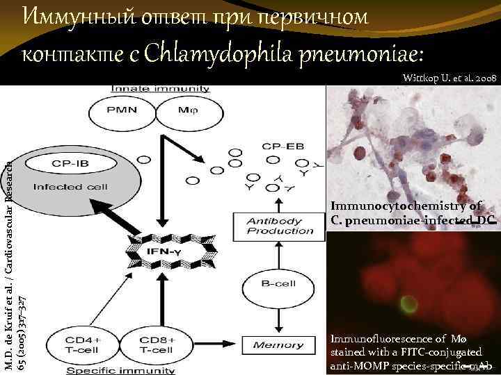 Иммунный ответ при первичном контакте с Chlamydophila pneumoniae: M. D. de Kruif et al.