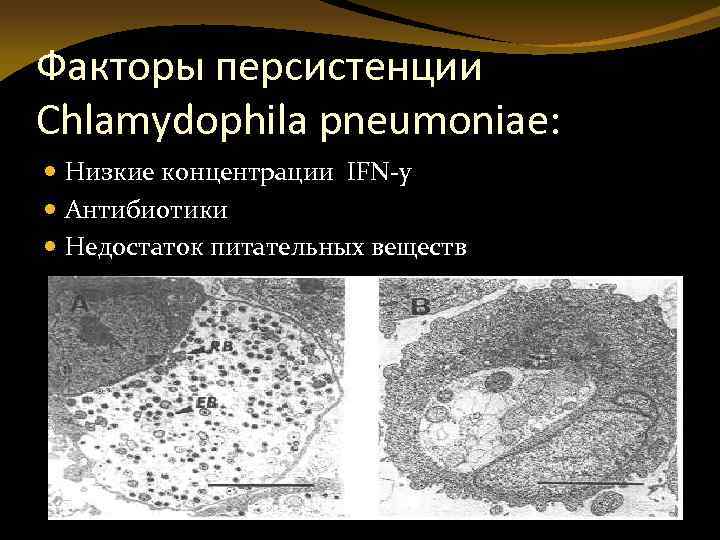 Факторы персистенции Chlamydophila pneumoniae: Низкие концентрации IFN-y Антибиотики Недостаток питательных веществ 