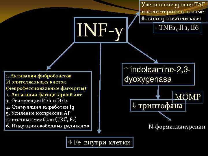 Увеличение уровня ТАГ и холестерина в плазме ⇓ липопротеинлипазы INF-y 1. Активация фибробластов И