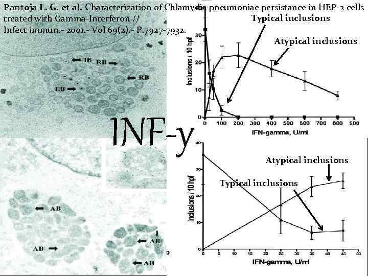 Pantoja L. G. et al. Characterization of Chlamydia pneumoniae persistance in HEP-2 cells Typical