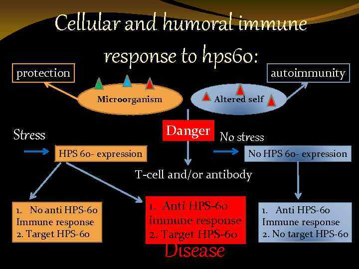 Cellular and humoral immune response to hps 60: protection autoimmunity Microorganism Altered self Danger