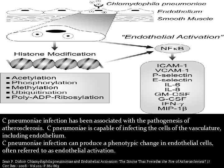 C pneumoniae infection has been associated with the pathogenesis of atherosclerosis. C pneumoniae is