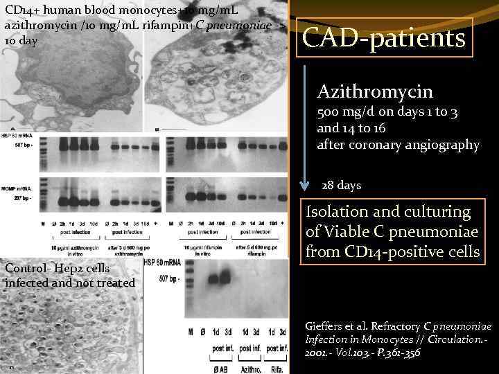 CD 14+ human blood monocytes+10 mg/m. L azithromycin /10 mg/m. L rifampin+C pneumoniae ->