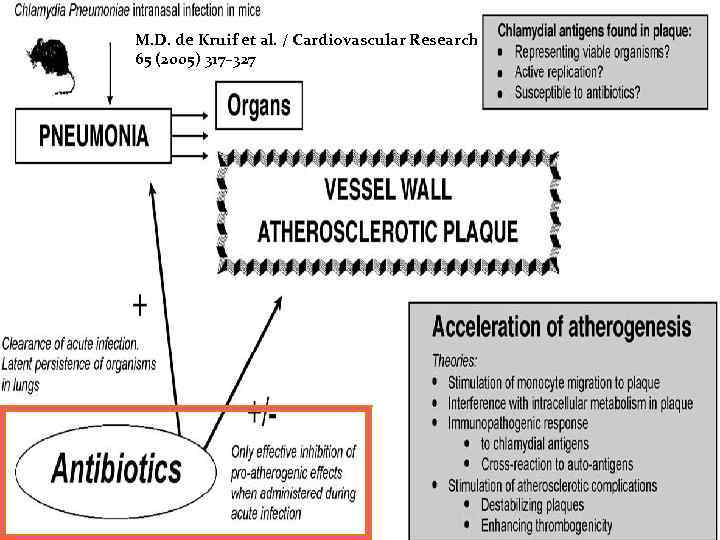 M. D. de Kruif et al. / Cardiovascular Research 65 (2005) 317– 327 