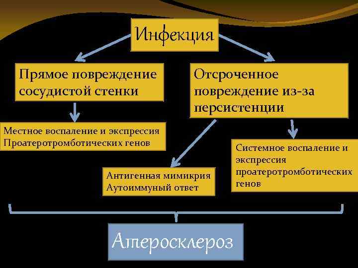 Инфекция Прямое повреждение сосудистой стенки Отсроченное повреждение из-за персистенции Местное воспаление и экспрессия Проатеротромботических