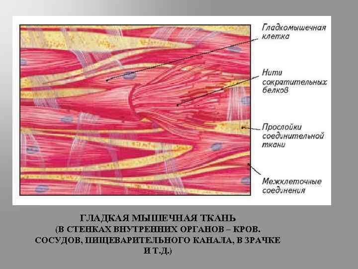 Гладкая мышечная ткань особенности строения. Гладкая мышечная ткань миоцит. Строение миоцита гладкой мышечной ткани. Гладкая мышечная ткань гистология строение. Строение гладкой мышечной клетки.