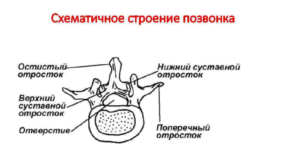 Строение позвонка рисунок. Общая схема строения позвонка. Схема строения типичного позвонка. Строение позвонка анатомия. Схематичное строение позвоночника.