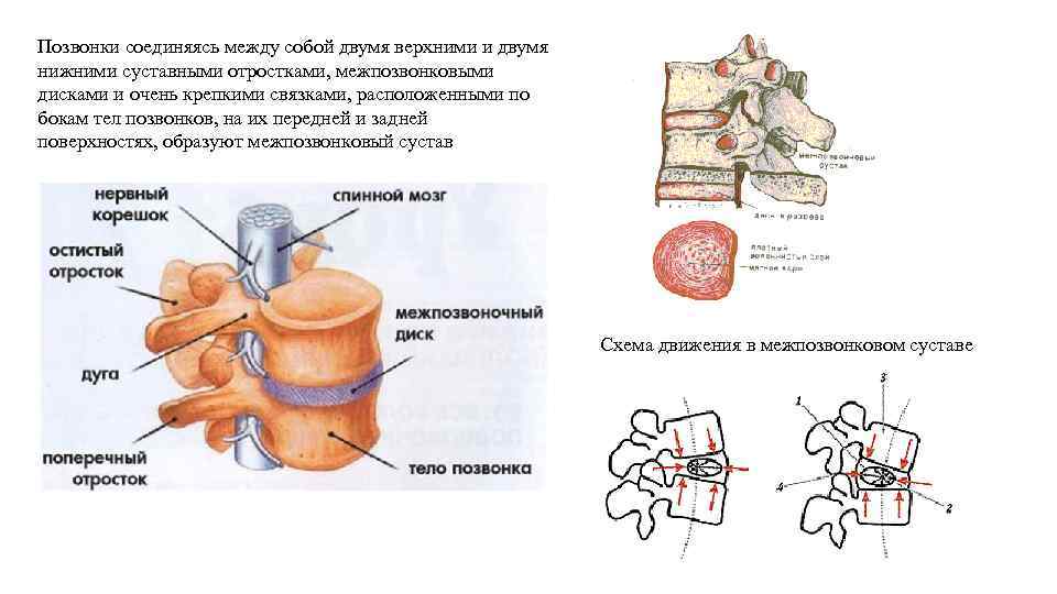 Между позвонками