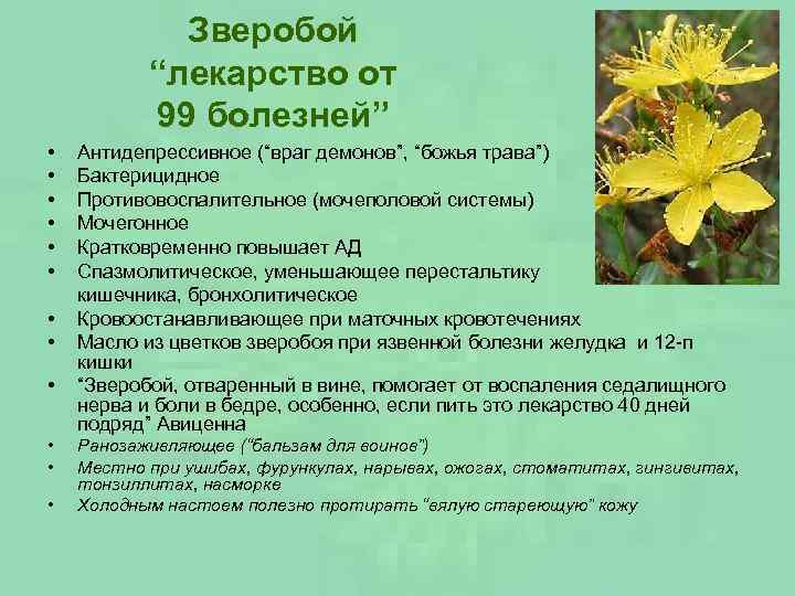 Свойства зверобоя. Зверобой лекарство от 99 болезней. Зверобой полезные свойства. Зверобой трава свойства. Зверобой целебные свойства растения.