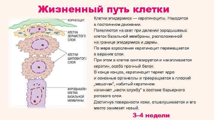 Жизненный путь клетки Клетки эпидермиса — кератиноциты. Находятся в постоянном движении. Появляются на свет