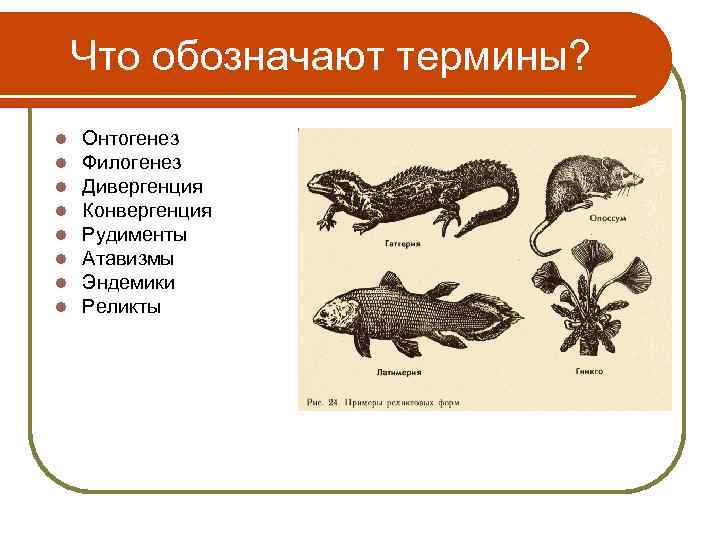 Что обозначают термины? l l l l Онтогенез Филогенез Дивергенция Конвергенция Рудименты Атавизмы Эндемики