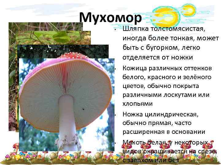 Мухомор • • Шляпка толстомясистая, иногда более тонкая, может быть с бугорком, легко отделяется