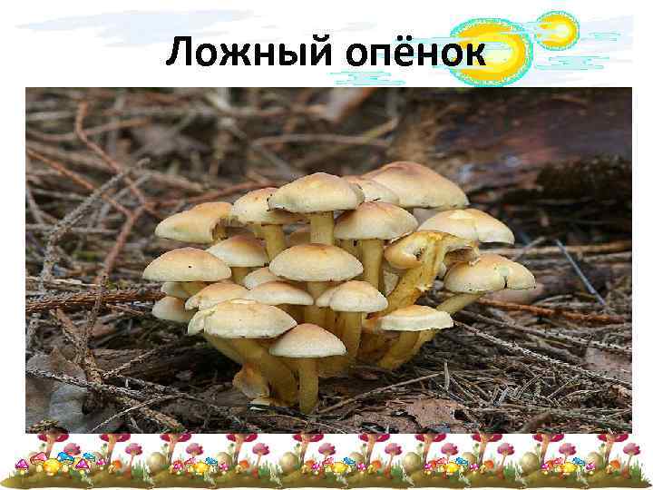 Ложный опёнок • • Ложный опёнок, ложноопёнок — название нескольких видов ядовитых или несъедобных