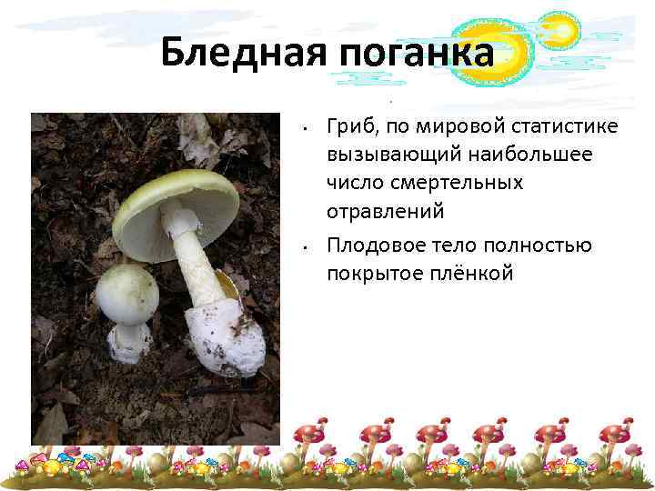 Бледная поганка • • Гриб, по мировой статистике вызывающий наибольшее число смертельных отравлений Плодовое