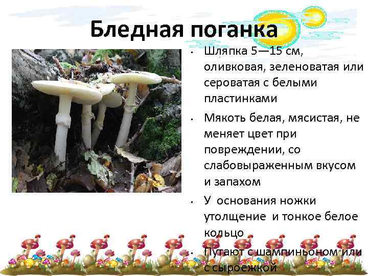 Бледная поганка • • Шляпка 5— 15 см, оливковая, зеленоватая или сероватая с белыми