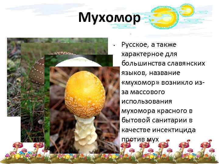 Мухомор • Русское, а также характерное для большинства славянских языков, название «мухомор» возникло изза