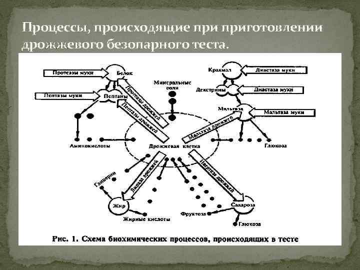 Процессы, происходящие приготовлении дрожжевого безопарного теста. 