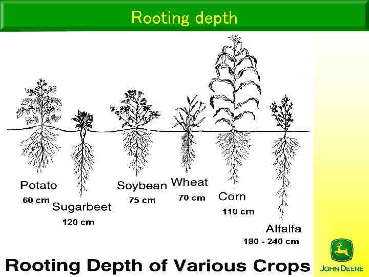 Rooting depth 
