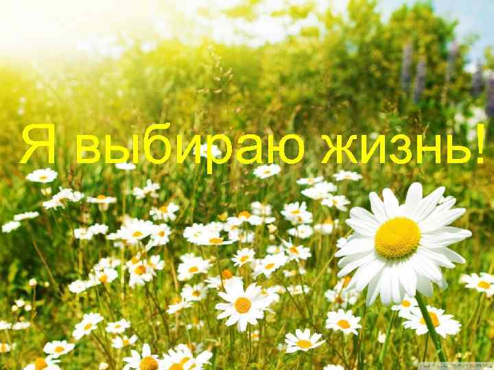 Я выбираю жизнь! 