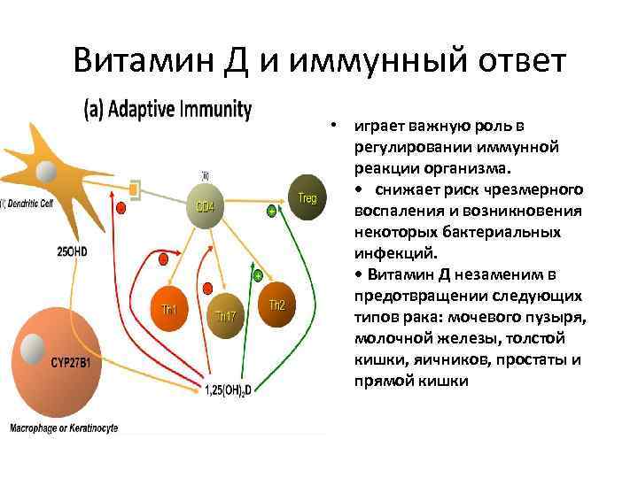 Витамин Д и иммунный ответ • играет важную роль в регулировании иммунной реакции организма.