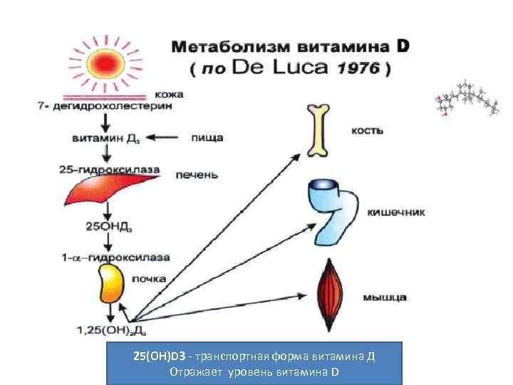 Схема образования витамина д