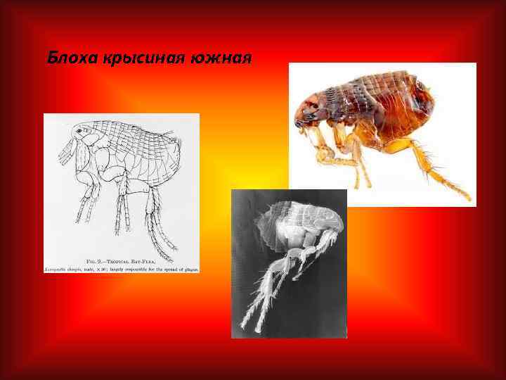 Блоха крысиная южная 