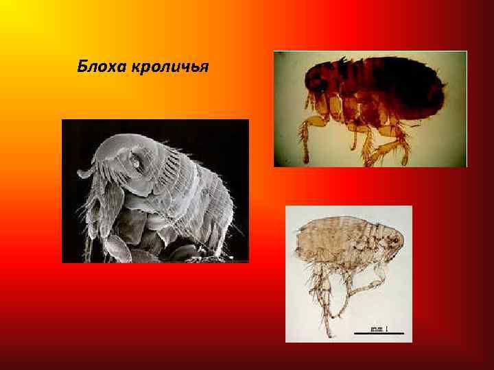 Блоха кроличья 