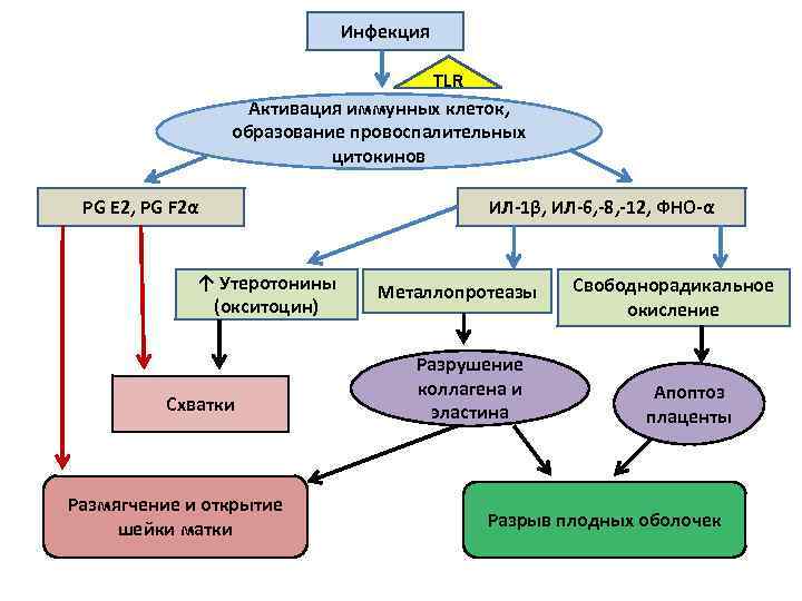 Инфекция TLR Активация иммунных клеток, образование провоспалительных цитокинов PG E 2, PG F 2α