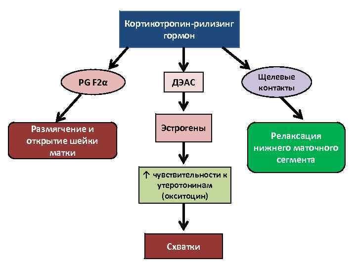 Кортикотропин-рилизинг гормон PG F 2α Размягчение и открытие шейки матки ДЭАС Эстрогены ↑ чувствительности