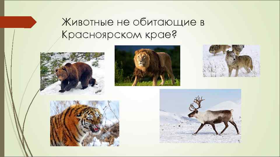 Животные не обитающие в Красноярском крае? 