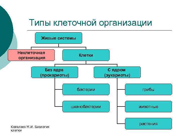 Типы клеточной организации Живые системы Неклеточная организация Клетки Без ядра (прокариоты) С ядром (эукариоты)