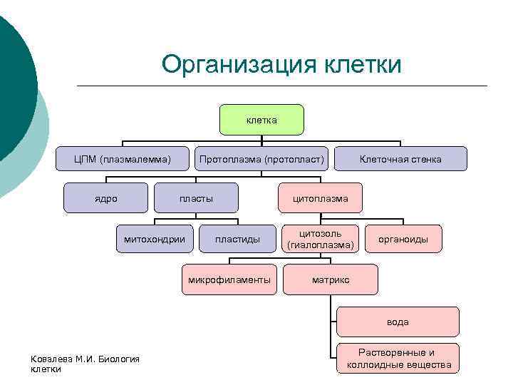 Организация клетки клетка ЦПМ (плазмалемма) ядро Протоплазма (протопласт) пласты митохондрии Клеточная стенка цитоплазма пластиды