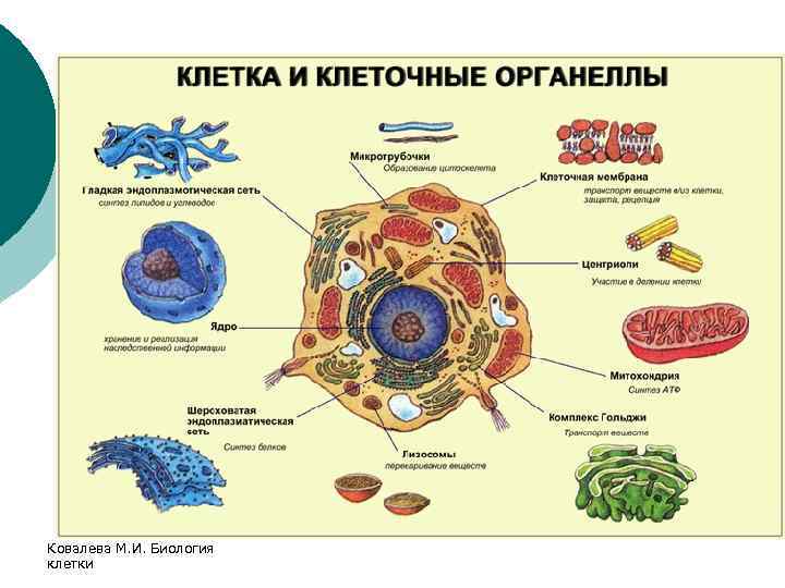 Ковалева М. И. Биология клетки 