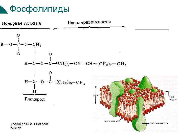 Фосфолипид фермент. Фосфолипиды строение. Строение фосфолипидов. Структура фосфолипида. Строение фосфолипида.