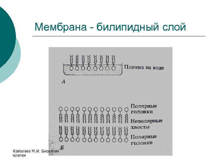 Мембрана - билипидный слой Ковалева М. И. Биология клетки 